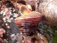 Calliostoma