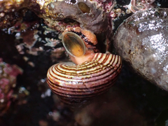 Calliostoma