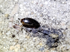 Coptotomus