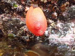 Halocynthia aurantium