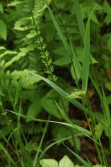 Trisetum sibiricum