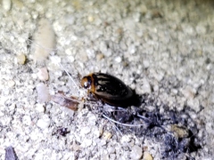 Coptotomus