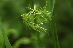 Trisetum sibiricum