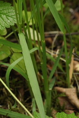 Trisetum sibiricum