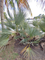 Nannorrhops ritchiana