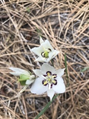 Calochortus lyallii