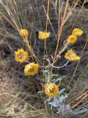 Helichrysum mutabile