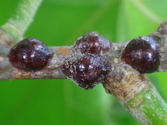 Parthenolecanium quercifex