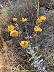 Helichrysum mutabile