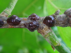 Parthenolecanium quercifex
