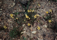 Goodenia berardiana