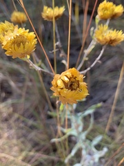 Helichrysum mutabile