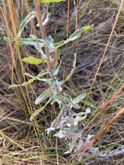 Helichrysum mutabile