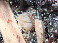 Aulactinia incubans