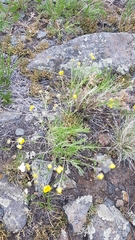 Potentilla verticillaris