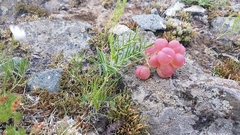 Astragalus chorinensis
