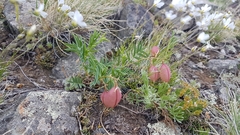Astragalus chorinensis