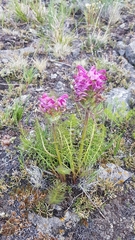Pedicularis rubens