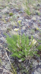 Ferulopsis hystrix