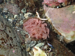 Aulactinia incubans