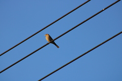 Haemorhous mexicanus