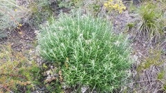 Saussurea salicifolia