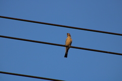 Haemorhous mexicanus