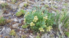 Oxytropis caespitosa