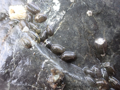 Gnorimosphaeroma oregonense