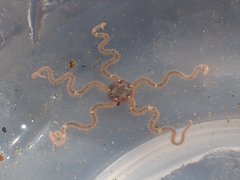 Amphipholis squamata