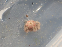 Amphipholis squamata