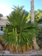 Copernicia macroglossa