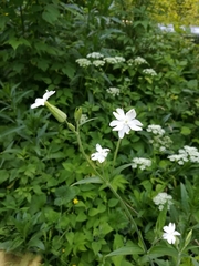 Silene latifolia