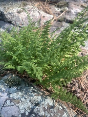 Woodsia obtusa