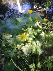 Caltha palustris
