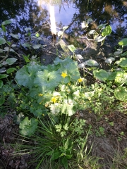 Caltha palustris