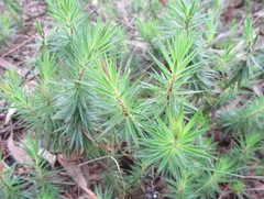 Melichrus procumbens