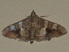 Glyphodes cosmarcha