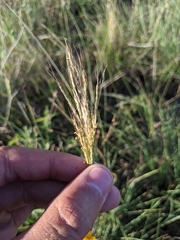 Bothriochloa bladhii