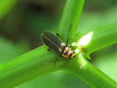 Podabrus brevicollis