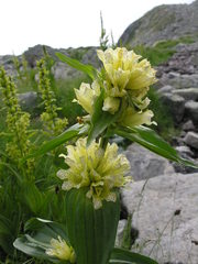 Gentiana burseri actinocalyx