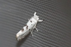 Niphonympha dealbatella