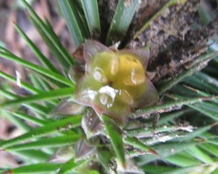 Melichrus procumbens