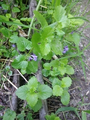 Glechoma hederacea