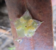 Melichrus procumbens