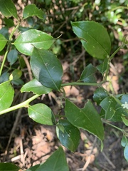 Cassinopsis ilicifolia