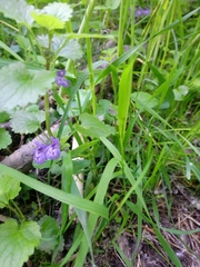 Glechoma hederacea