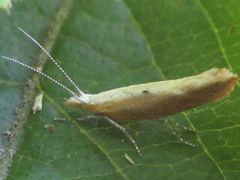Ypsolopha blandellus