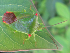 Acanthosoma labiduroides