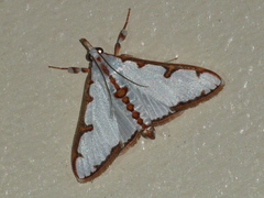 Cirrhochrista aetherialis